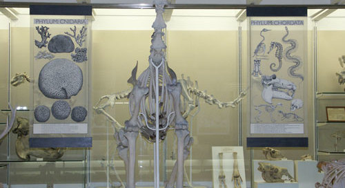 brains, bones & bytes